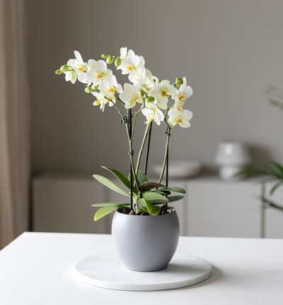 Hvit 'bouquetto' orkidé i grå potte